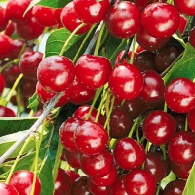 Вишня Гномик степная (саженец с этикеткой) 1шт (Сиб сад)