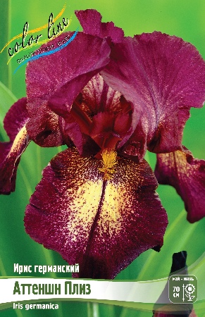 Ирис Аттеншн Плиз (Германский) 1шт (Колорлайн)