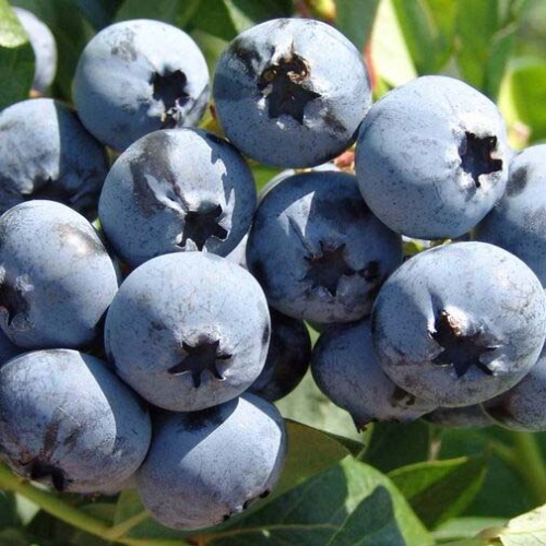 Голубика Чандлер (коробка) 1шт (Поиск)