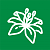 Лилии