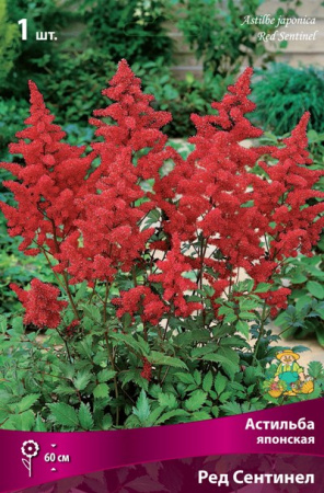 Астильба Ред Сентинел 1шт (Поиск)