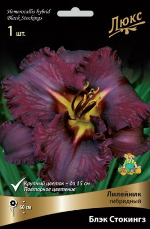 Лилейник Блэк Стокингз 1шт (Поиск)