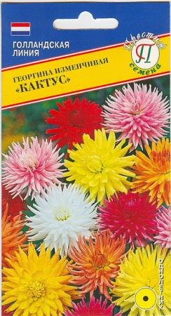 Георгина Кактус однолетник 20шт (Престиж)