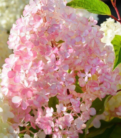 Гортензия Диамантино (Метельчатая) 1шт (Поиск)