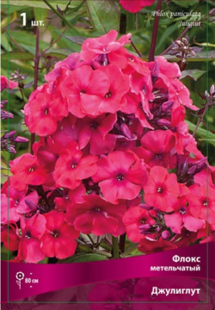 Флокс Джулиглут 1шт (Поиск)
