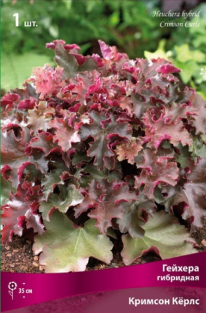 Гейхера Кримсон Керлс 1шт (Поиск)