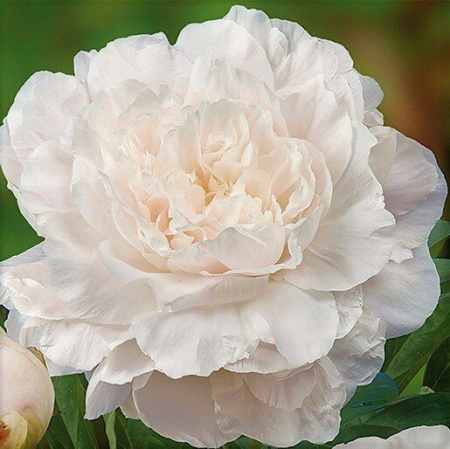 Пион Мазерс Чойс 2/3 1шт (Поиск)