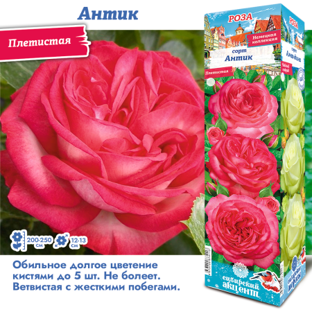 Роза Антик (Плетистая) 1шт (Сиб сад)