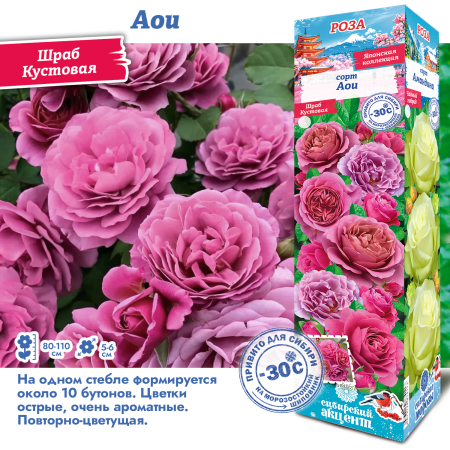 Роза Аои (Японская) 1шт (Сиб сад)