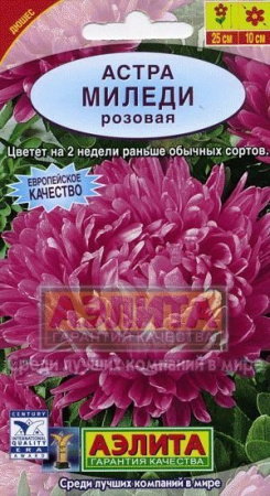 Астра Миледи Розовая (Аэлита)