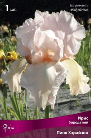 Ирис Пинк Хорайзон (Германский) 1шт (Поиск)