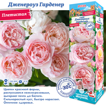 Роза Дженероуз Гарденер (Плетистая) 1шт (Сиб сад)