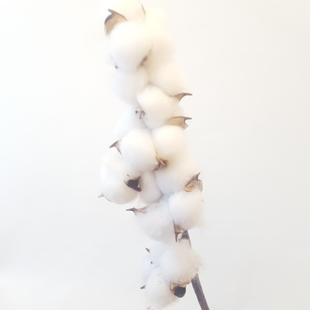 Ветка Хлопка 1шт (Сиб Сад)