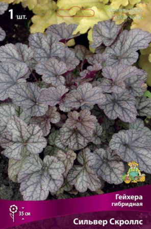 Гейхера Сильвер Скроллс 1шт (Поиск)