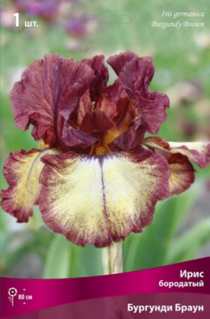 Ирис Бургунди Браун (Германский) 1шт (Поиск)