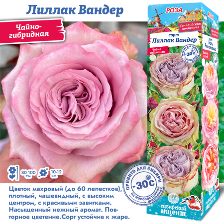 Роза Лиллак Вандер (Чайно-гибридная) 1шт (Сиб сад)