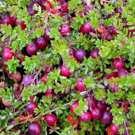 Клюква Пилигрим (коробка) 1шт (Поиск)