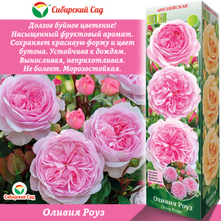 Роза Оливия Роуз (Английская) 1шт (Сиб сад)