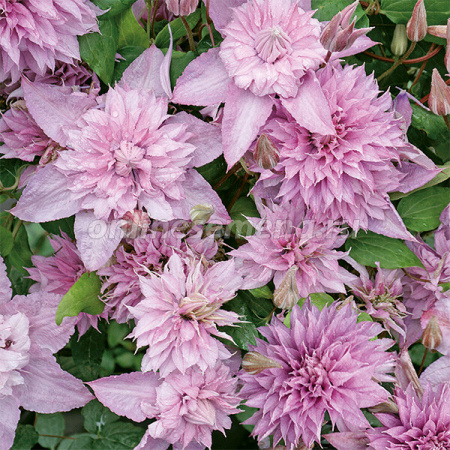 Клематис Мульти Пинк (капер) 1шт (Поиск)