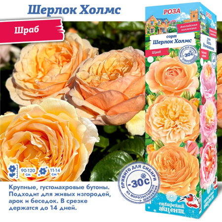 Роза Шерлок Холмс (Шраб) 1шт (Сиб сад)