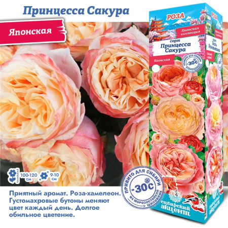 Роза Принцесса Сакура (Японская) 1шт (Сиб сад)
