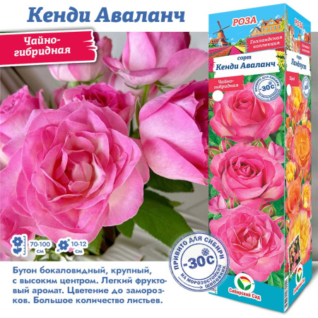 Роза Кенди Аваланч (Чайно-гибридная) 1шт (Сиб сад)