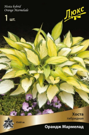 Хоста Ориндж Мармелад 1шт (Поиск)