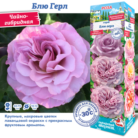 Роза Блю Герл (Чайно-гибридная) 1шт (Сиб сад)