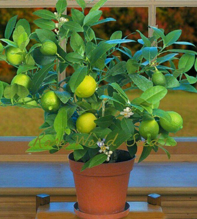 Цитрус Лайм (Комнатное растение) 1шт (Поиск)