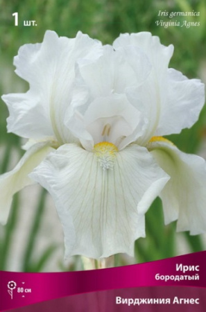 Ирис Вирджиния Агнес (Германский) 1шт (Поиск)