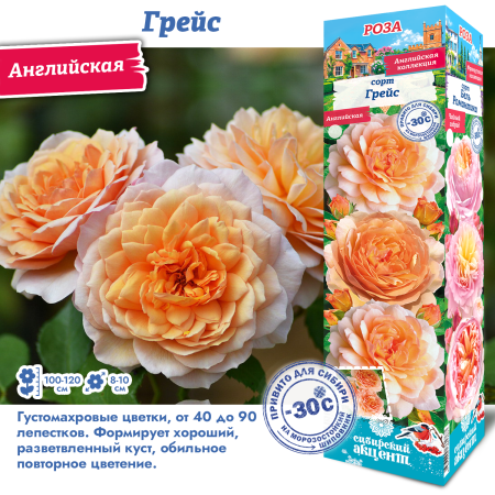 Роза Грейс (Английская) 1шт (Сиб сад)