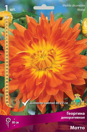 Георгина Мотто 1шт (Поиск)