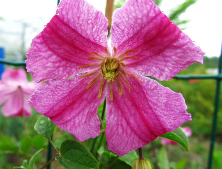 Клематис Краковяк (коробка) 1шт (Поиск)