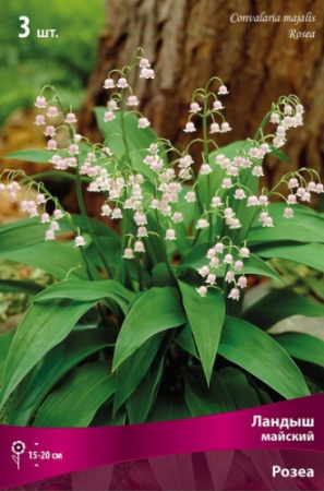 Ландыш Розеа 1шт (Поиск)