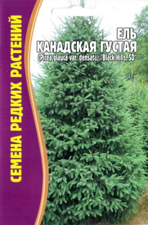 Ель Канадская Густая 10шт (Ред.сем)