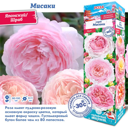 Роза Мисаки (Японский/Шраб) 1шт (Сиб сад)