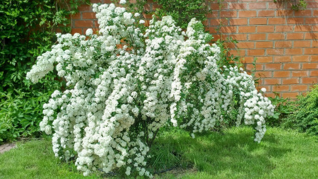 Спирея Ван-гутта 1шт (Поиск)