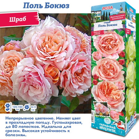 Роза Поль Бокюз (Шраб) 1шт (Сиб сад)